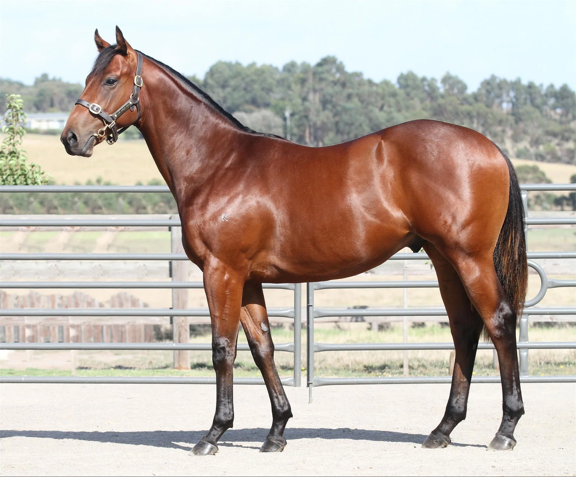 Inglis Premier - Lot 59 Wanted x Bubble Below