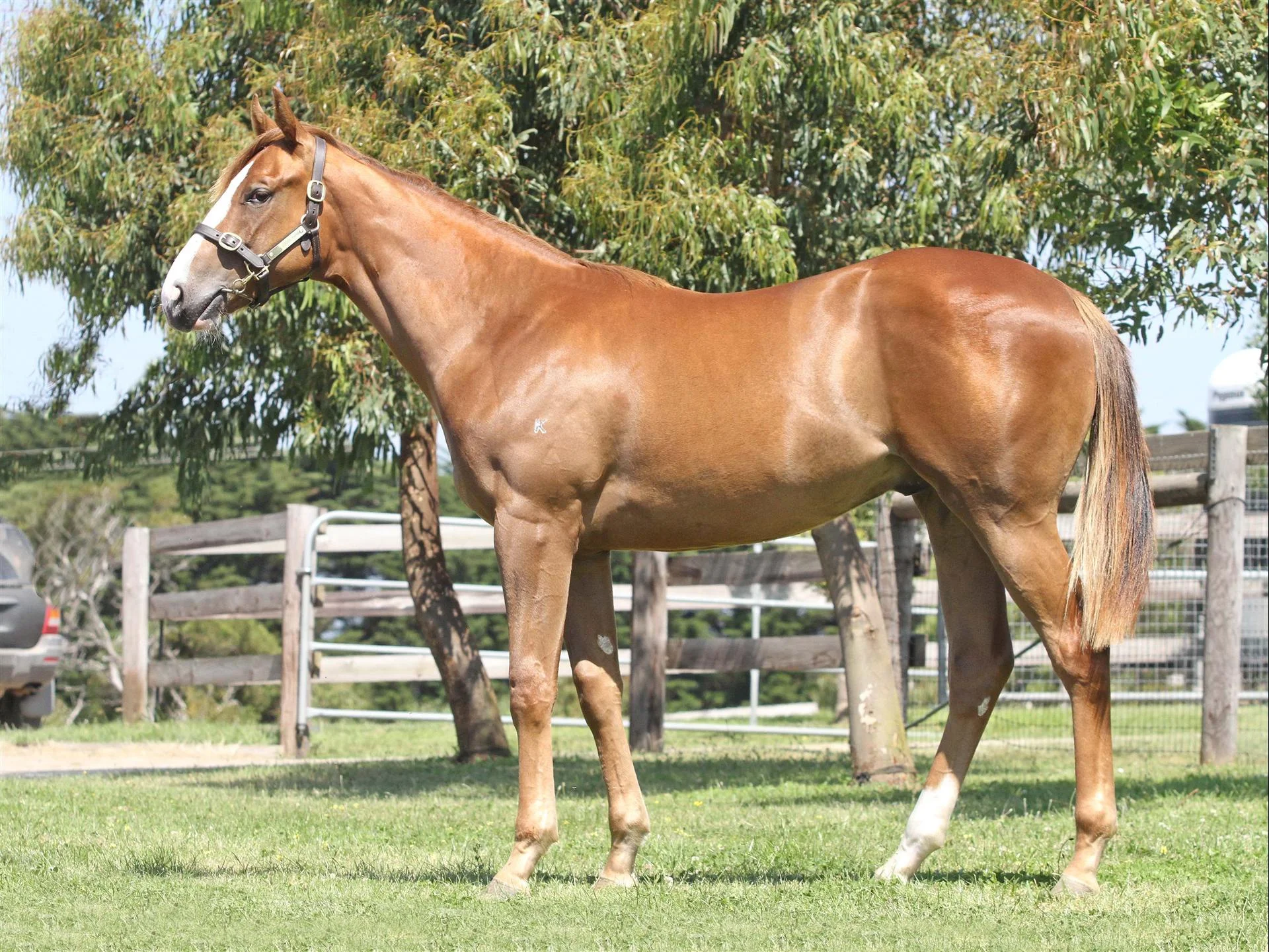 Lot 205 Snitzel x Amen Ruby Gold Coast Magic Millions