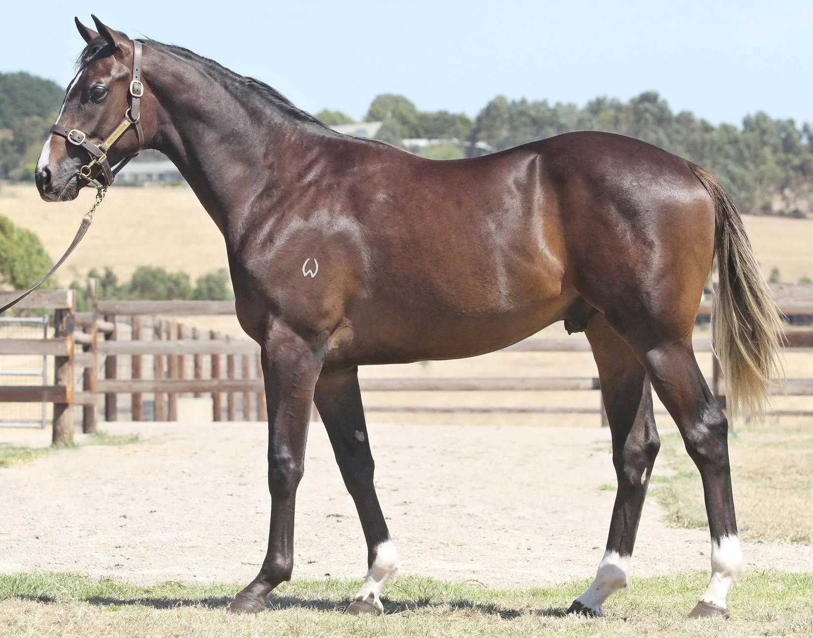 Lot 1740 Daneshadow x Pre Nup Colt Magic Millions National Yearling Sale