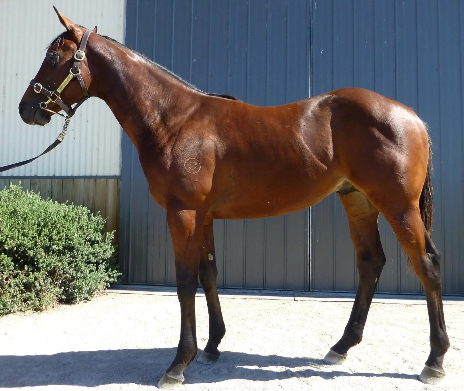 Denman x Avenue Girl - Colt Magic Millions