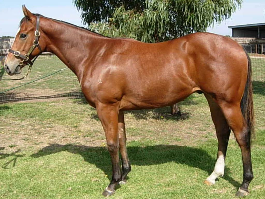 Lot 114 Magnus x Fashion Gala Colt Vobis Gold Yearling Sale Inglis Melbourne
