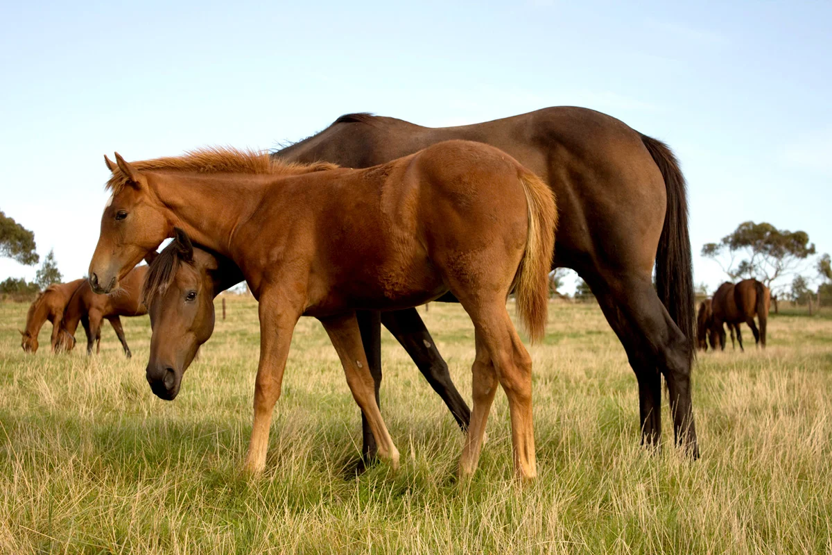 Mare & Foal