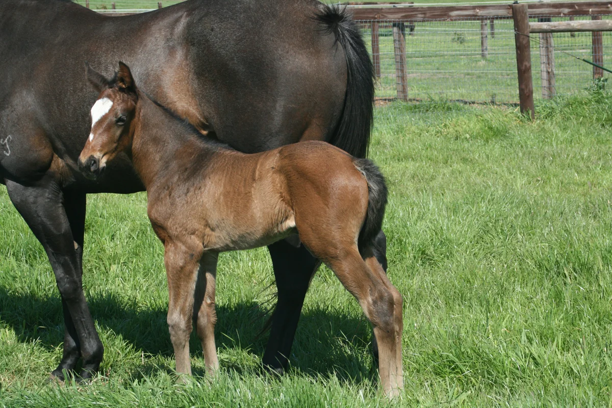 Mare & Foal