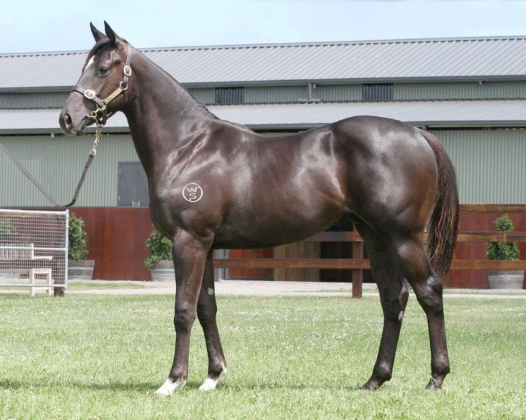 Grexit pictured as a yearling at Musk Creek
