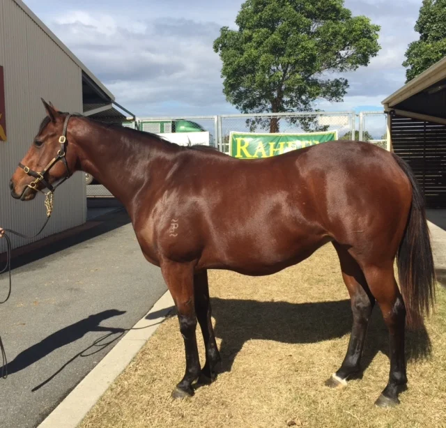 Mumtaazah (AUS)