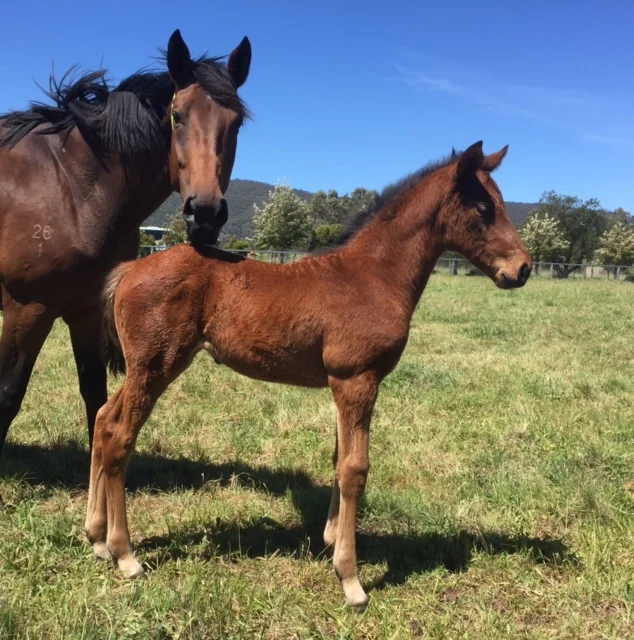 Zoffany x Lashezz Bay Filly
