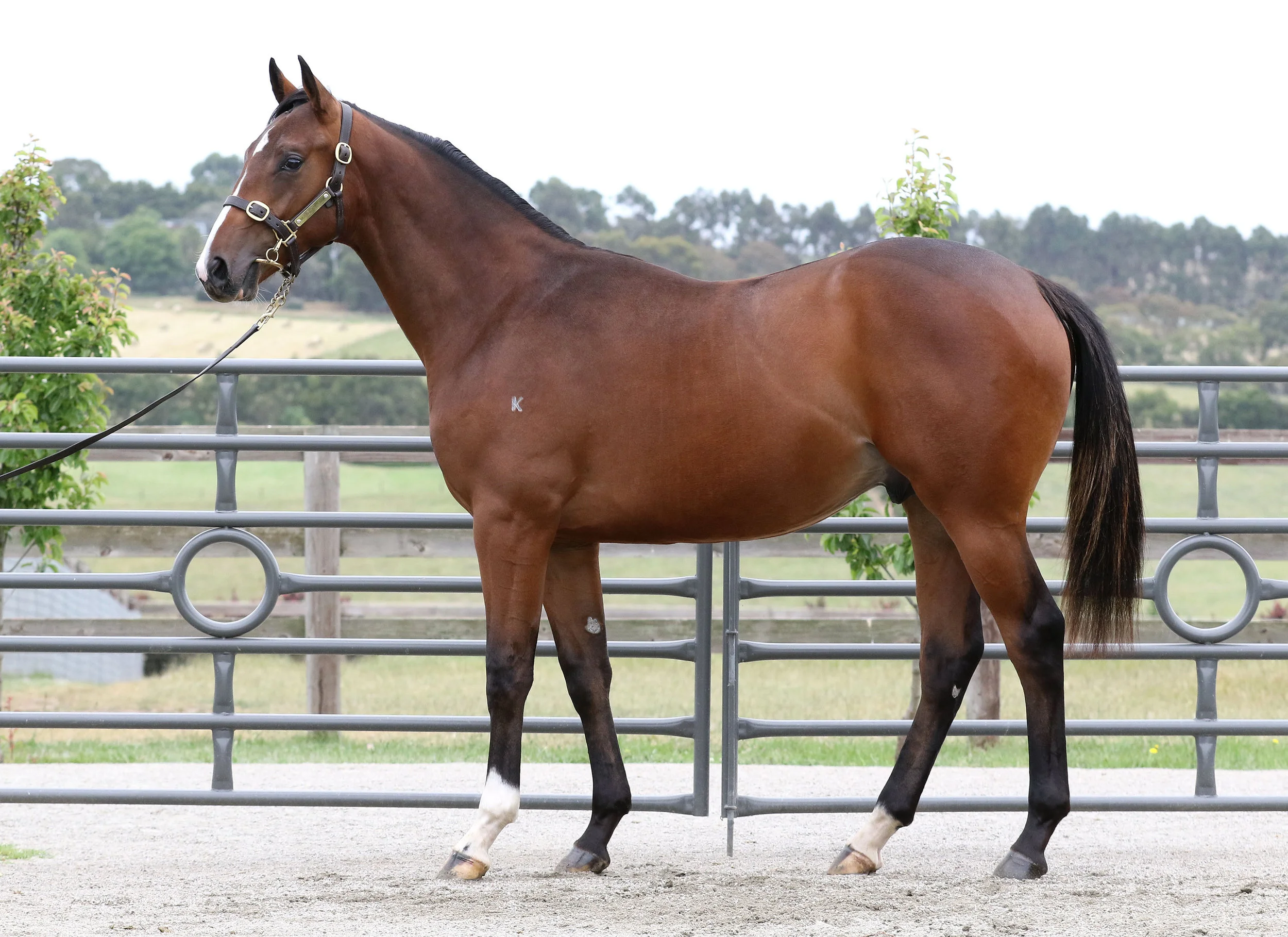 Magic Millions Lot 412 - Not A Single Doubt x Salina Cruz - B/Br Colt