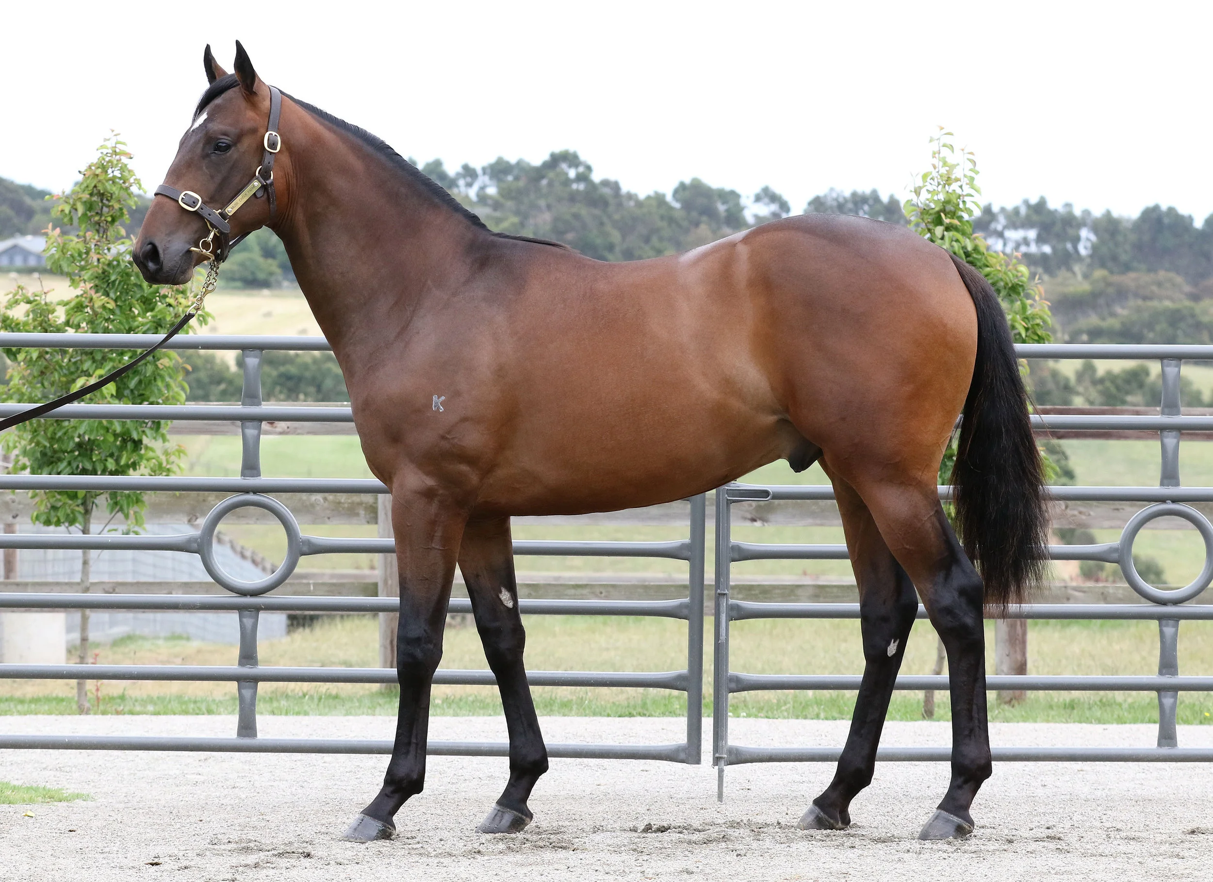Magic Millions Lot 684 - Snitzel x Brandish - Bay /Brown Colt