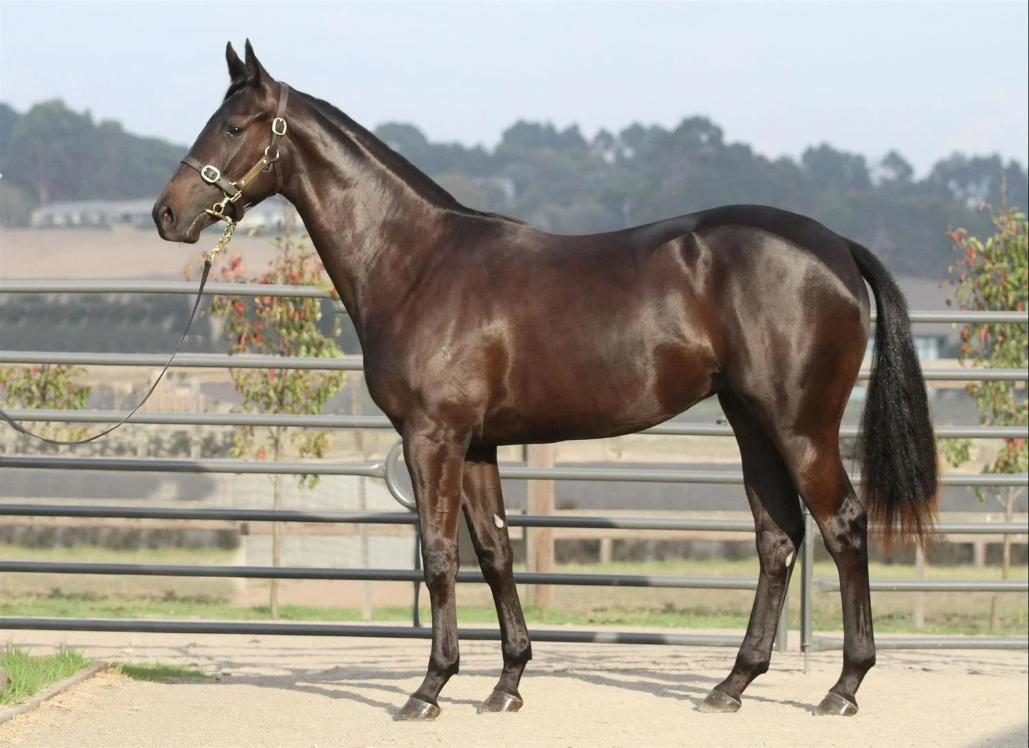 Inglis+Easter+-Lot+211-+Pierro+x+Brandish+-+Black+Brrown+Filly.jpg