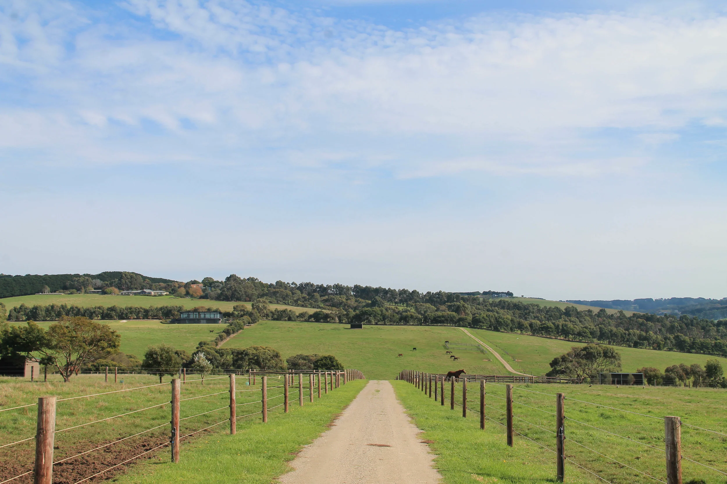 Mare Paddocks.jpg