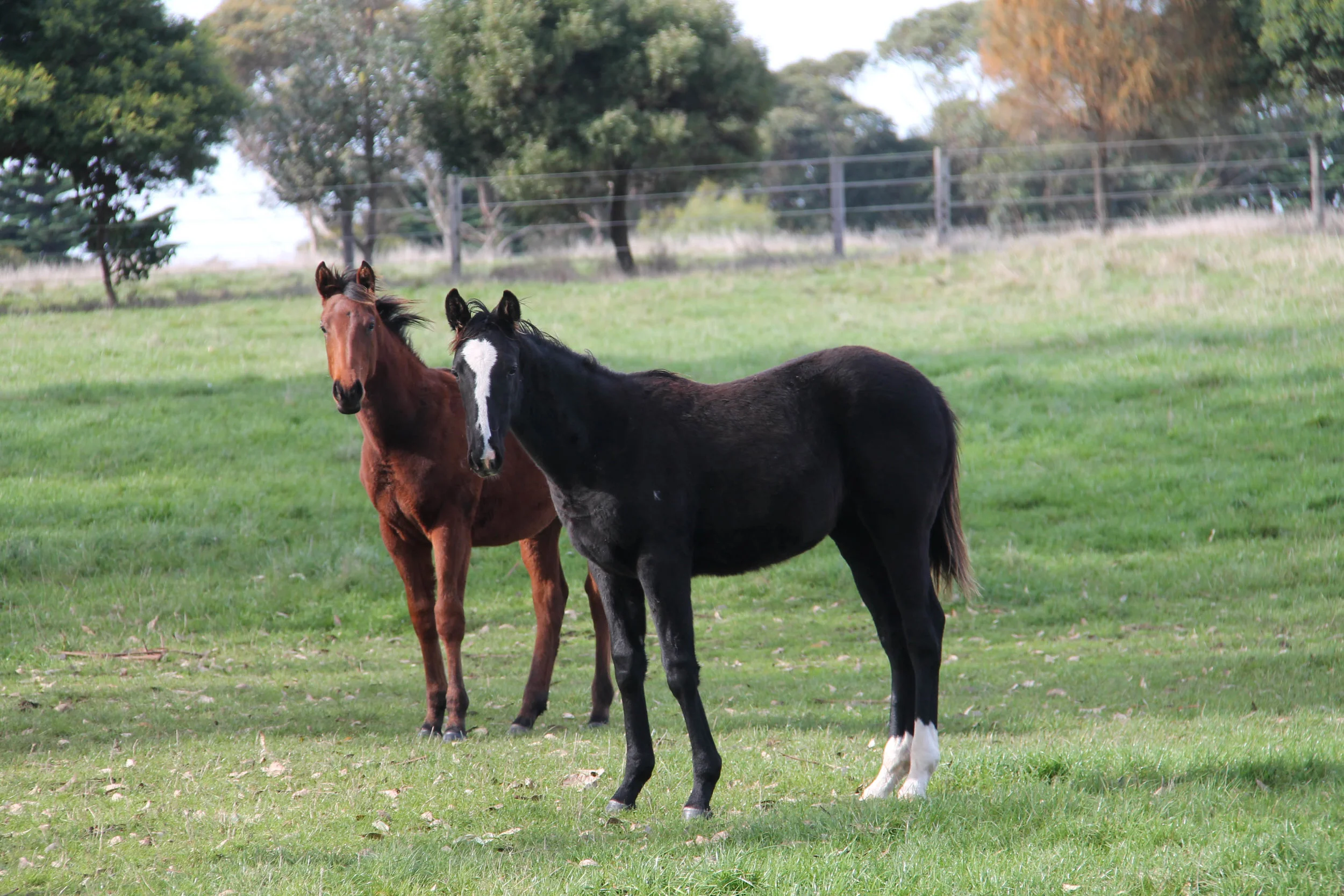 Weanlings.jpg