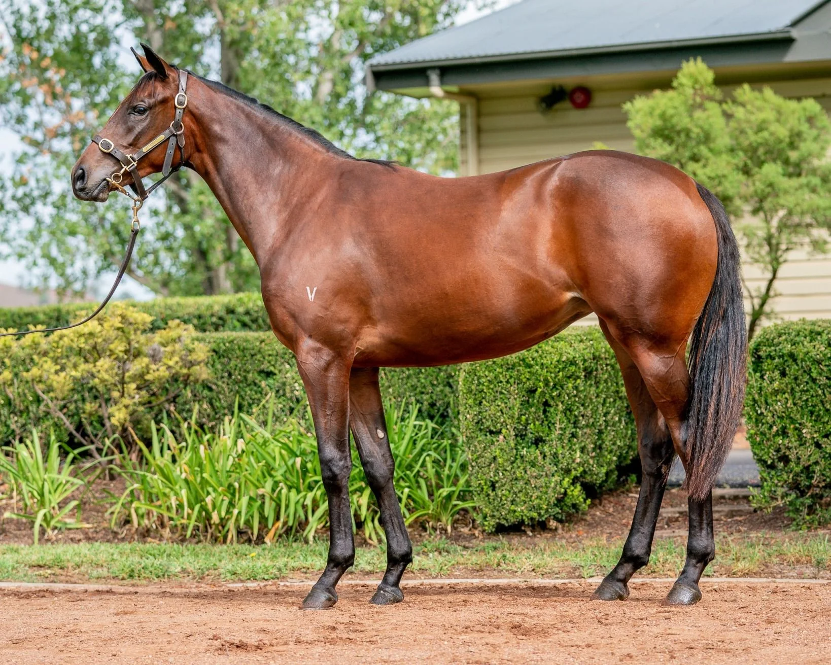 Lot 238 - More Than Ready x Scared Choice filly.jpg