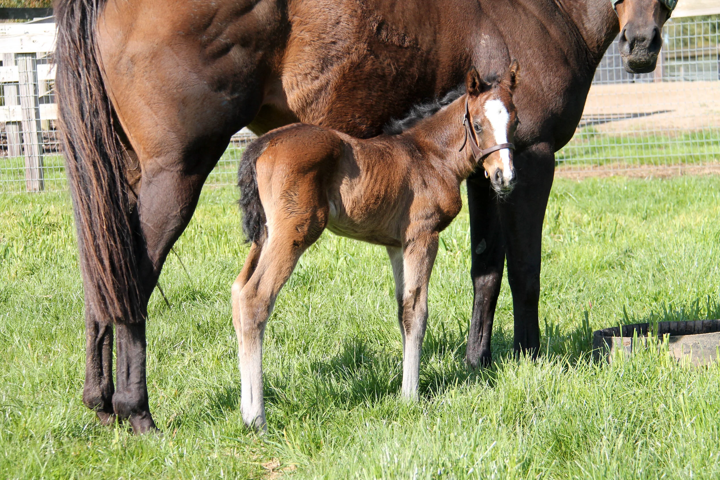 Pictured: Medaglia d’Oro filly out of Apologynotaccepted (USA)