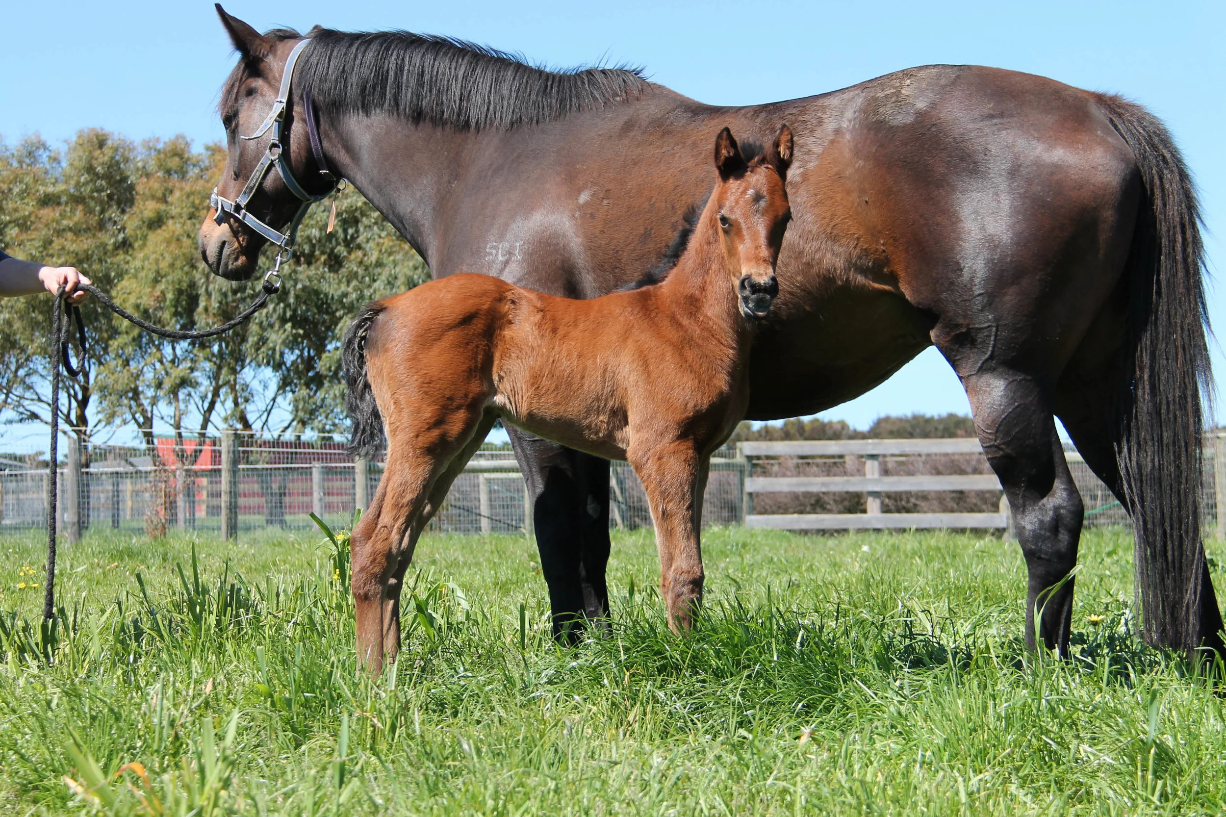 Pictured: Territories Filly out of Sunday School