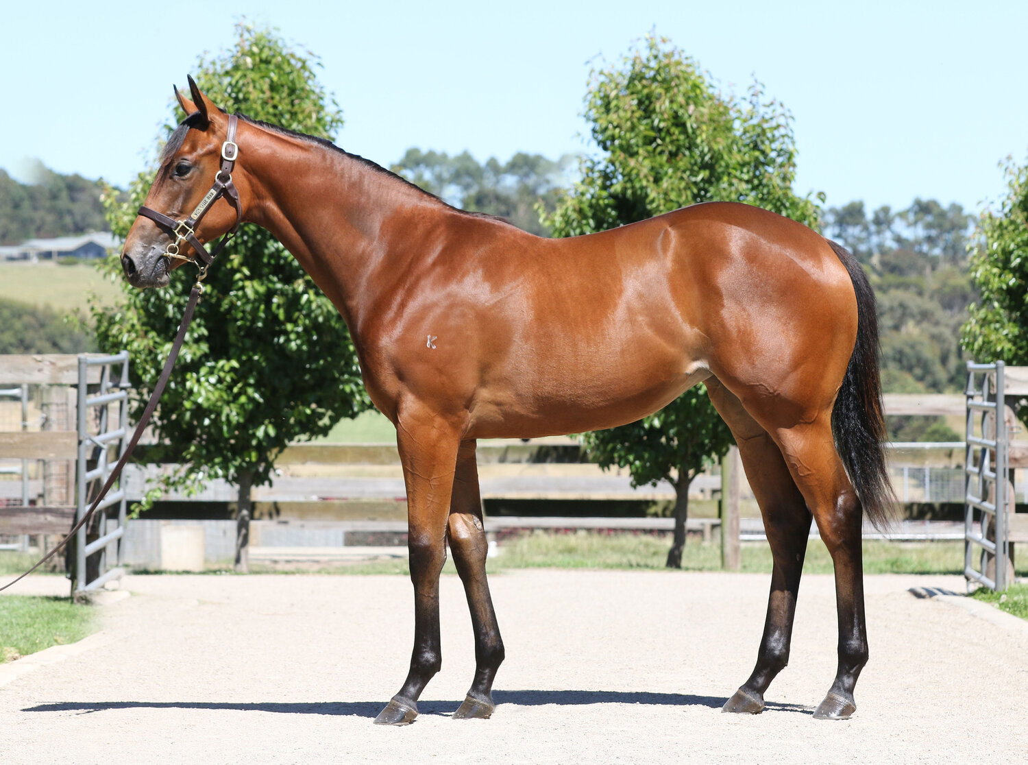 Lot 217 - I Am Invincible x Deipara (Lonhro)