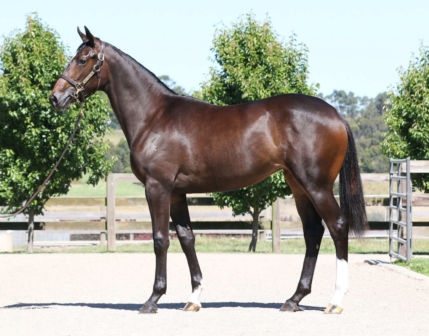 Lot 477 - Sebring x Leny’s Here (Husson)