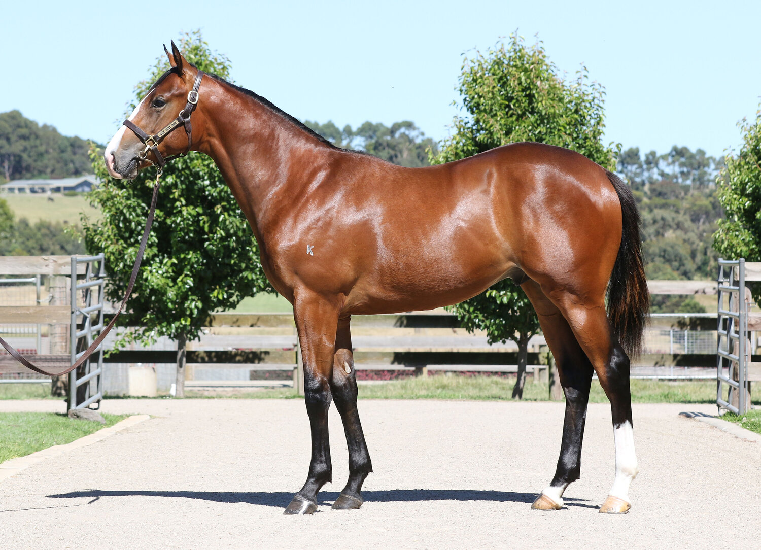 Lot 635 - Spirit of Boom x Personalised (Snitzel)