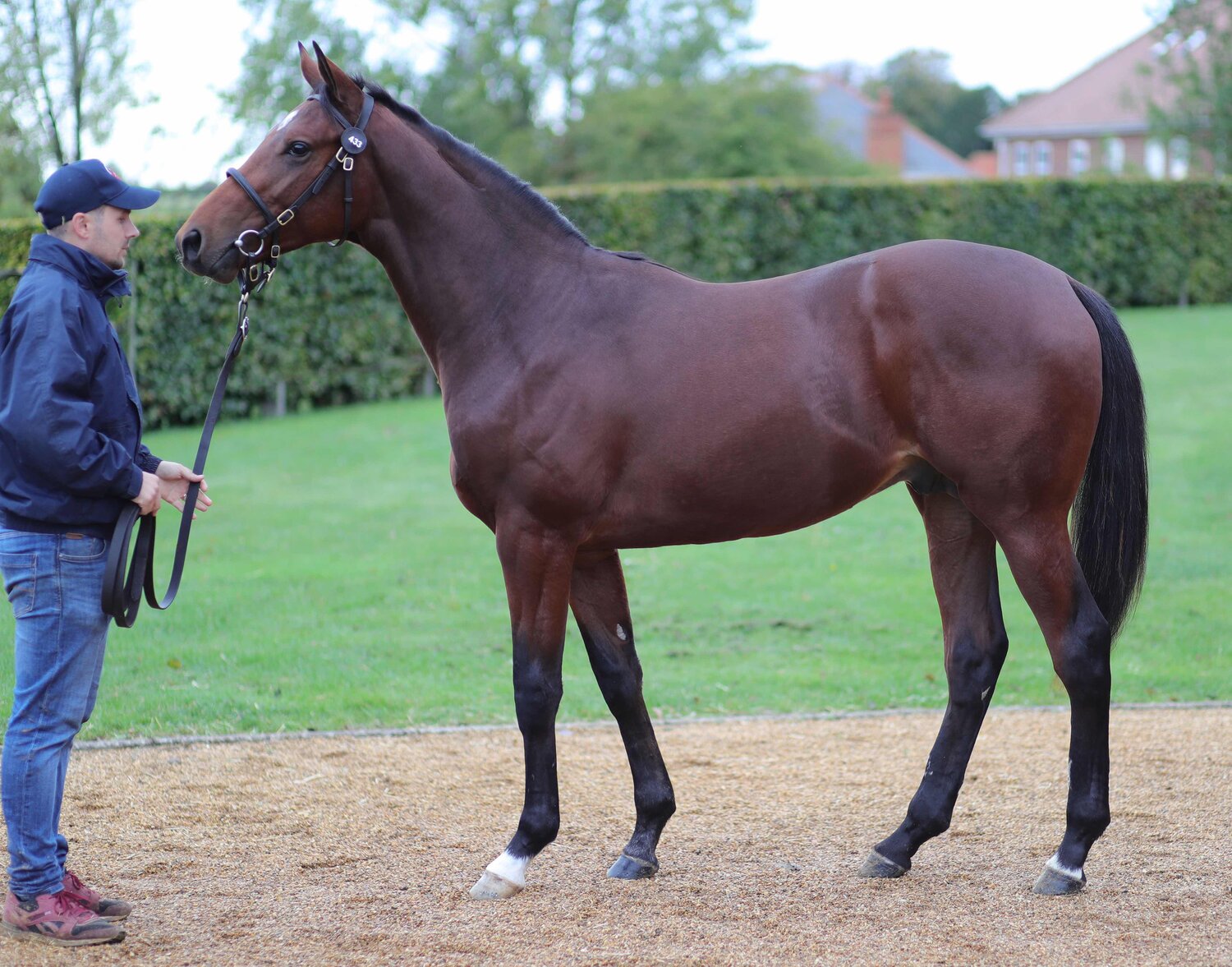 Lot 433 - Lope de Vega x Shahad (Galileo), purchased at the Tattersall’s October Yearling Sale.