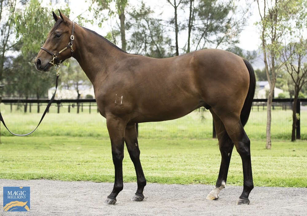 Lot 22 - Lonhro x Ain’t She Smart (Smart Missile), purchased at the Magic Millions Gold Coast Yearling Sale.