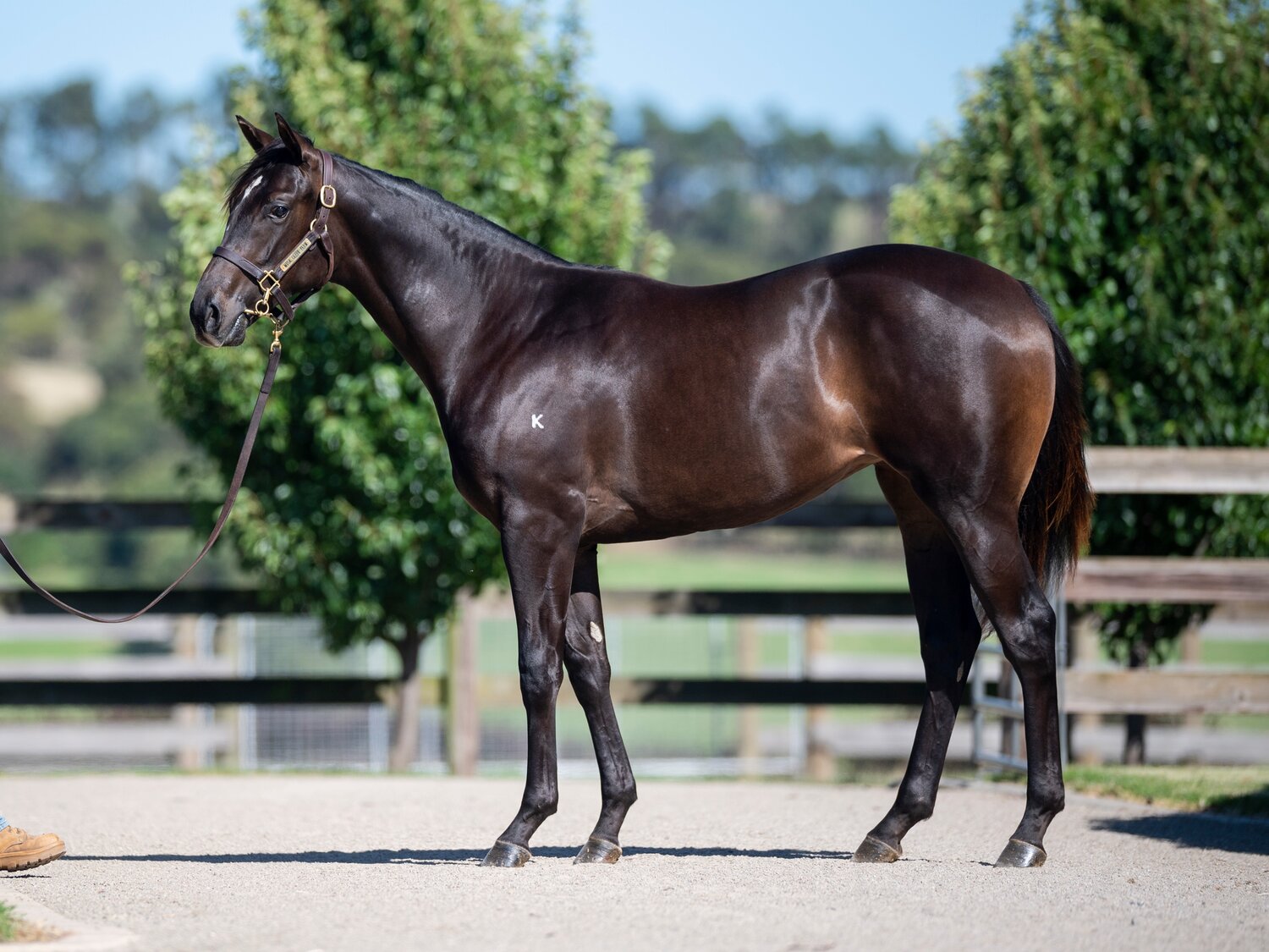 LOT 39 | bay or brown filly | Lonhro x Footprint (Redoute’s Choice)