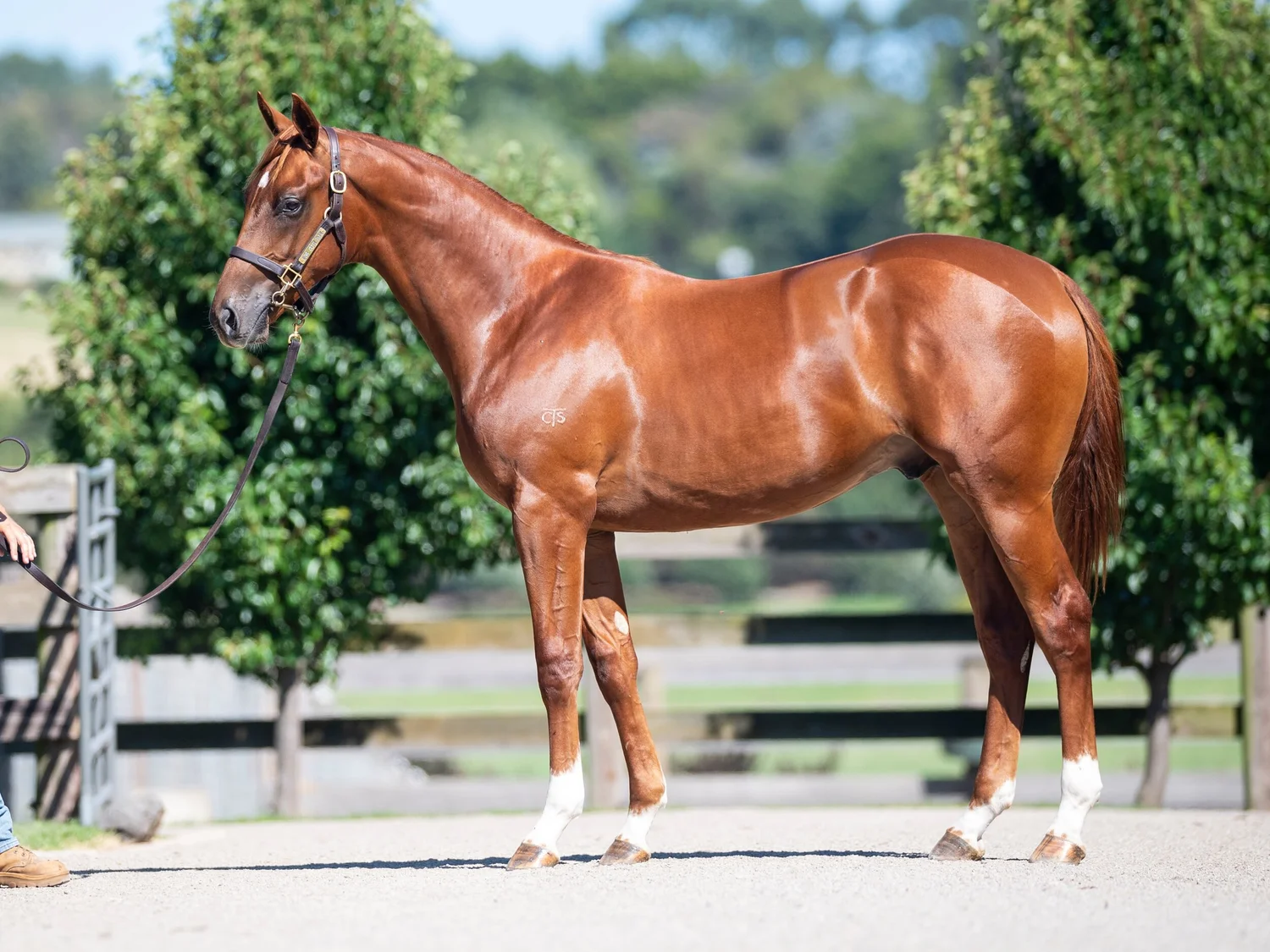LOT 292 | chestnut colt | Churchill (IRE) x Rock Princess (Elvstroem)