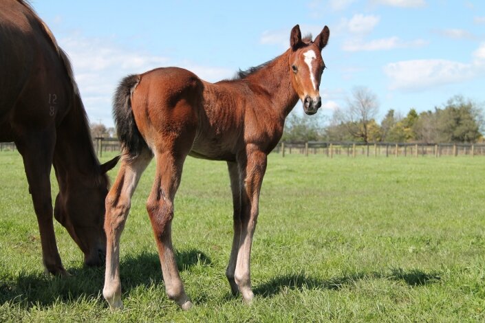 Bec Williamson’s Seafield Road (Onemorenomore x Fault Zone) as a foal.