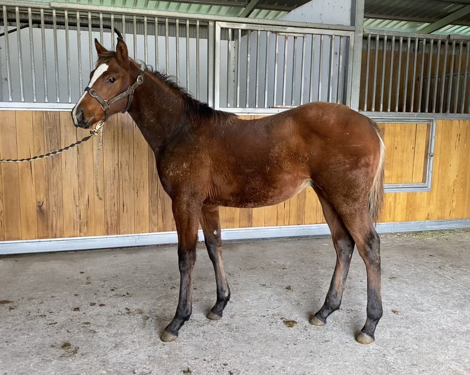 The Dundeel x Personalised colt.