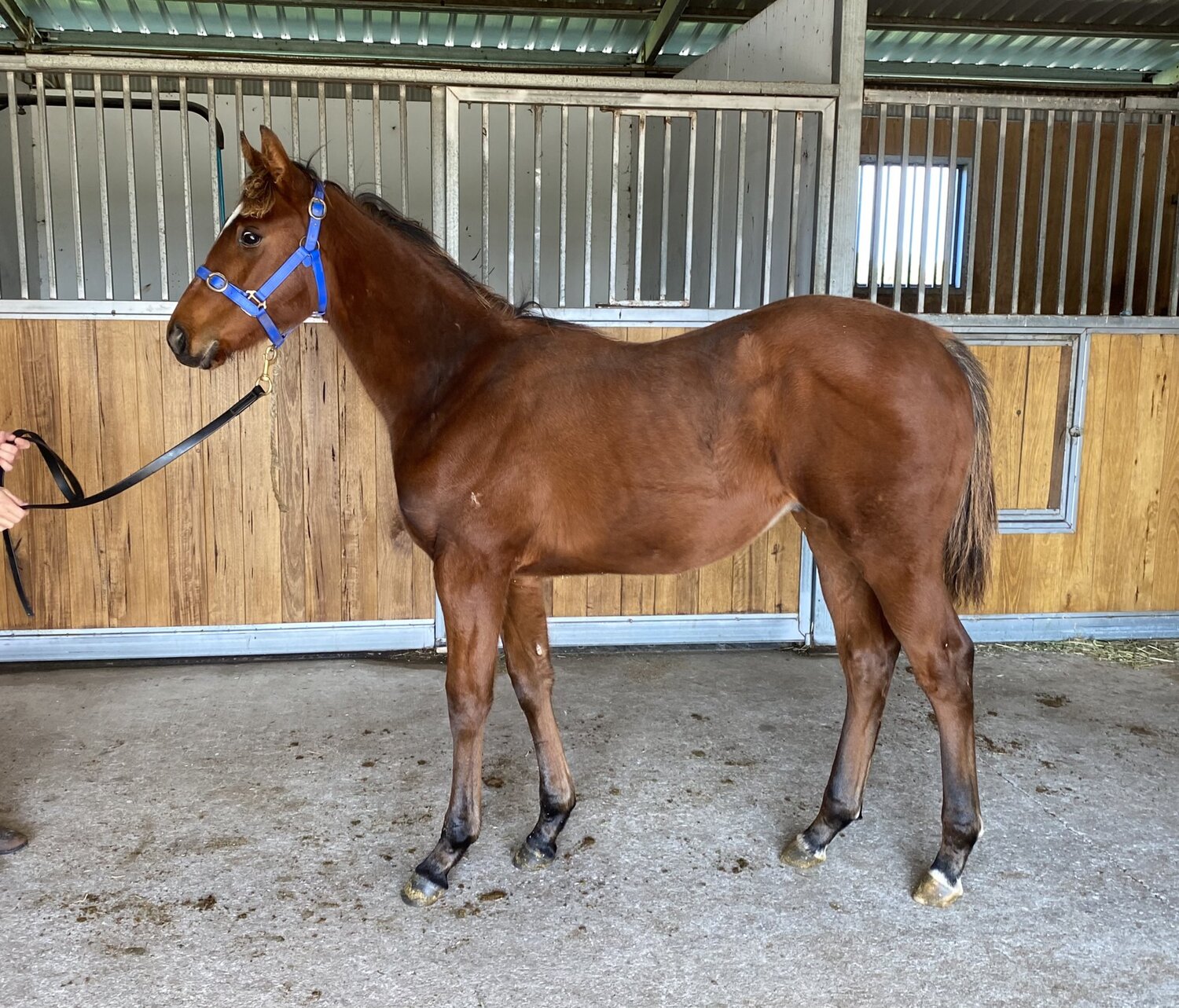 The American Pharoah x Mumtaazah colt.