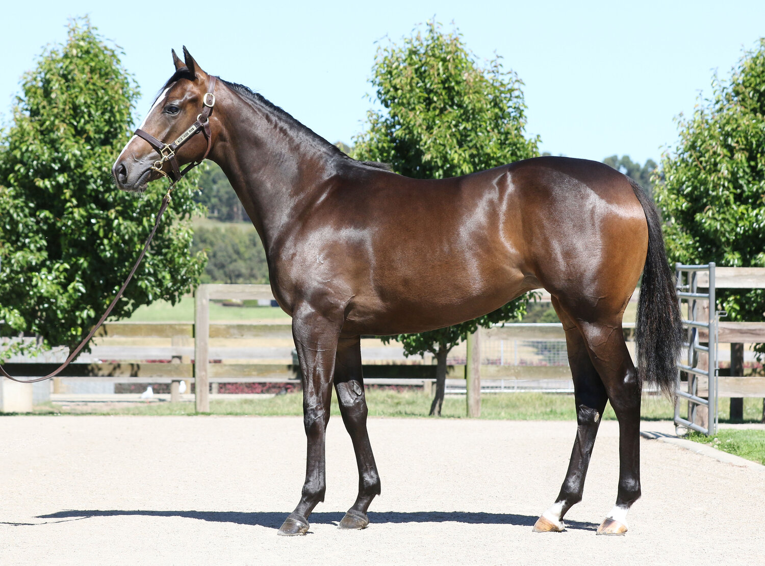 Medaglia D'Oro (USA) x Apologynotaccepted (USA) (filly) sold for $150,000 to Kevin Corstens Racing