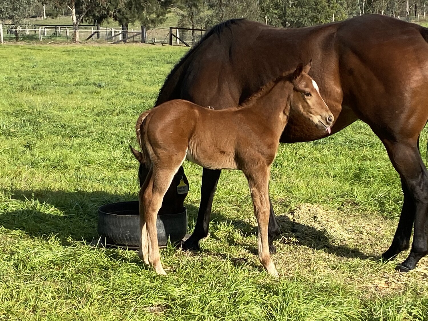The Street Boss (USA) x Notre Dame (colt) in 2020 | Image courtesy of Musk Creek Farm
