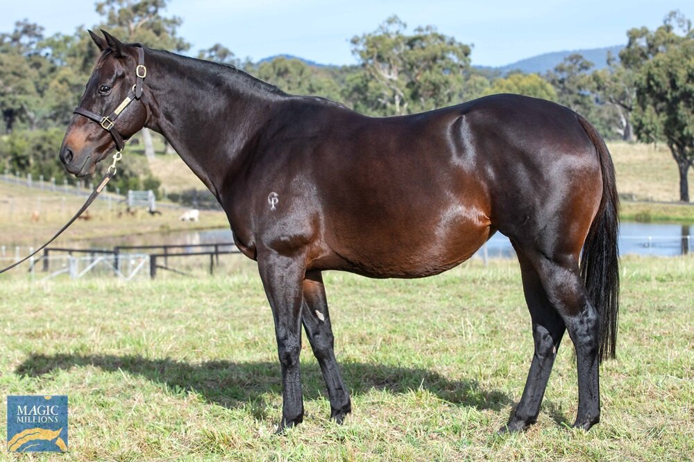 Blackline when purchased in foal to So You Think (NZ) from Willow Park Stud this year