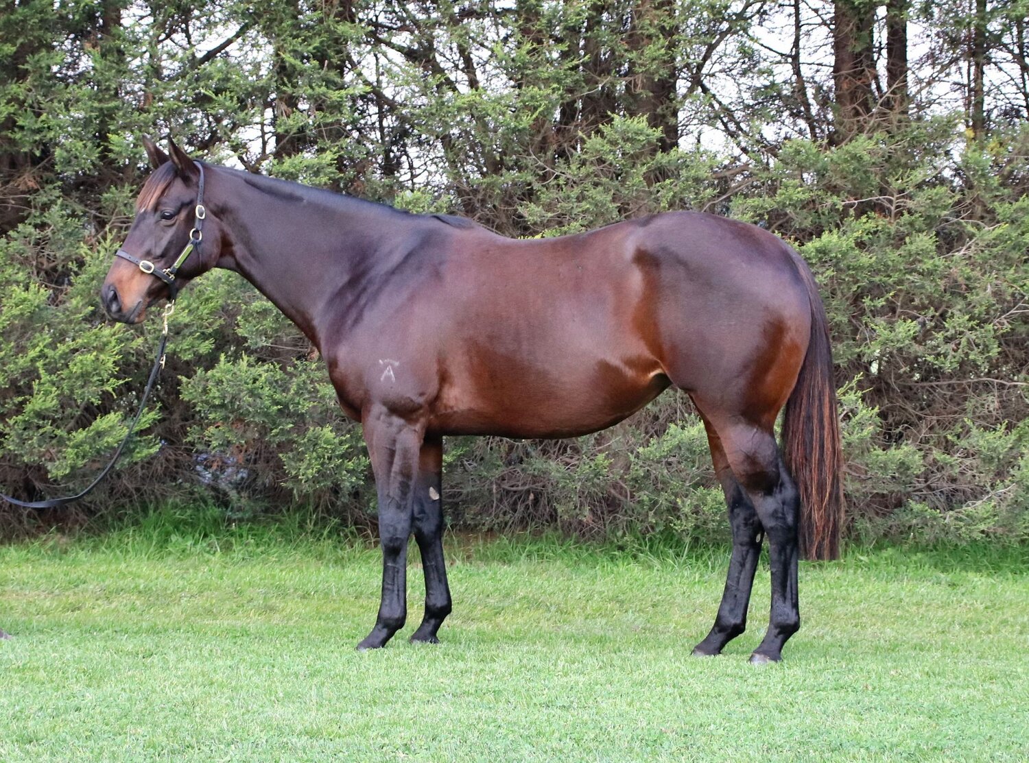 Anna Cecilia purchased from Lime Country Thoroughbreds in foal to Ocean Park (NZ)