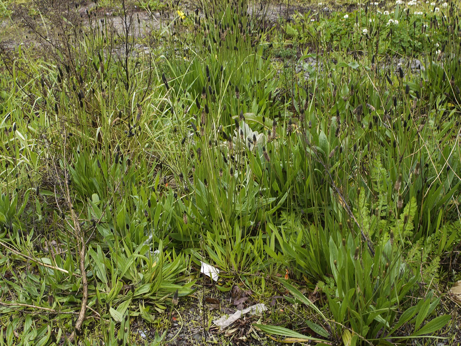 P1270221.jpg