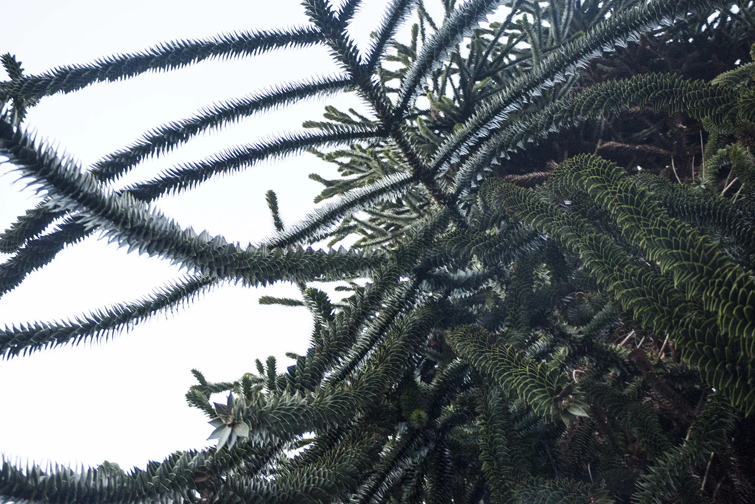 trees_5.jpg