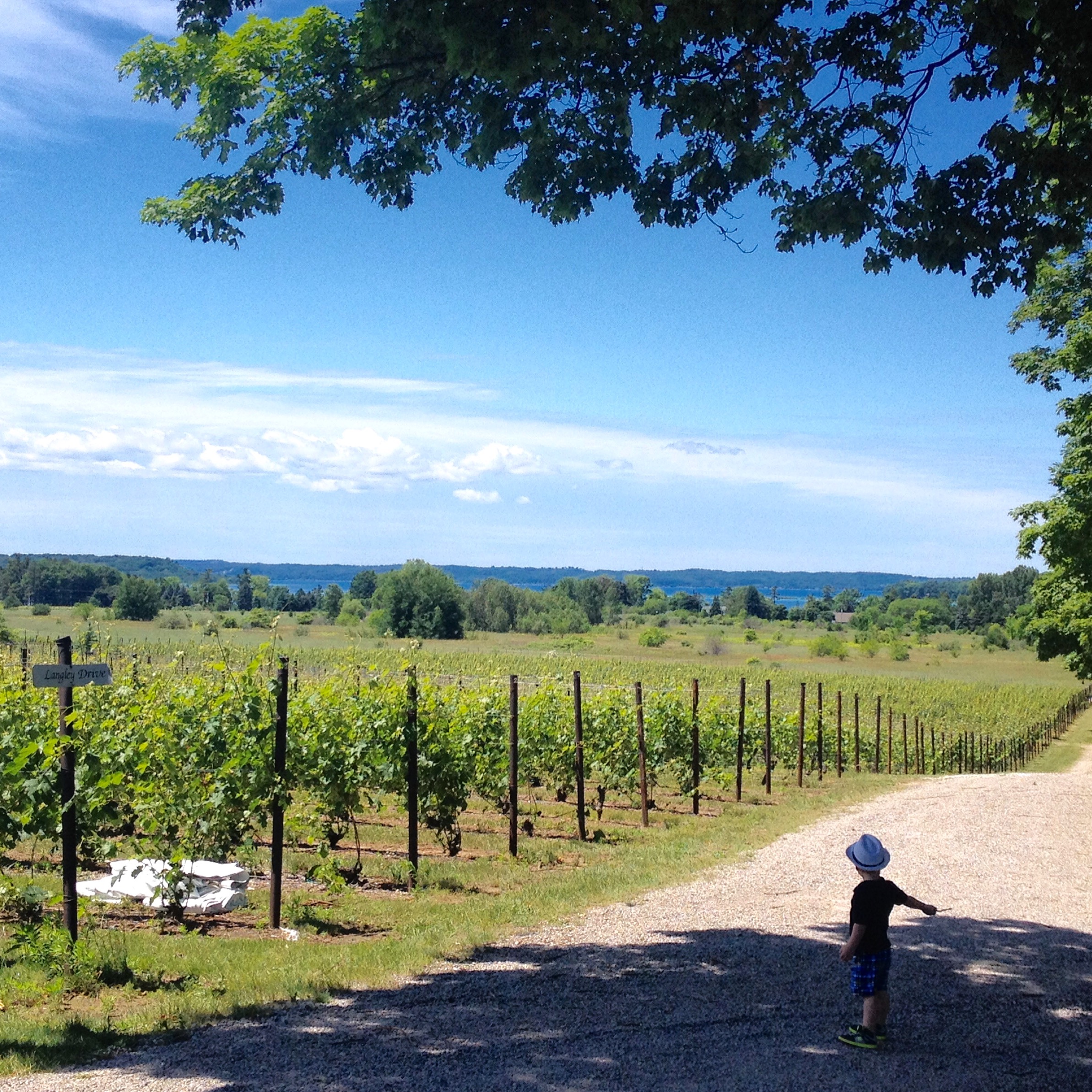 Bower's Harbor Winery view, 2016