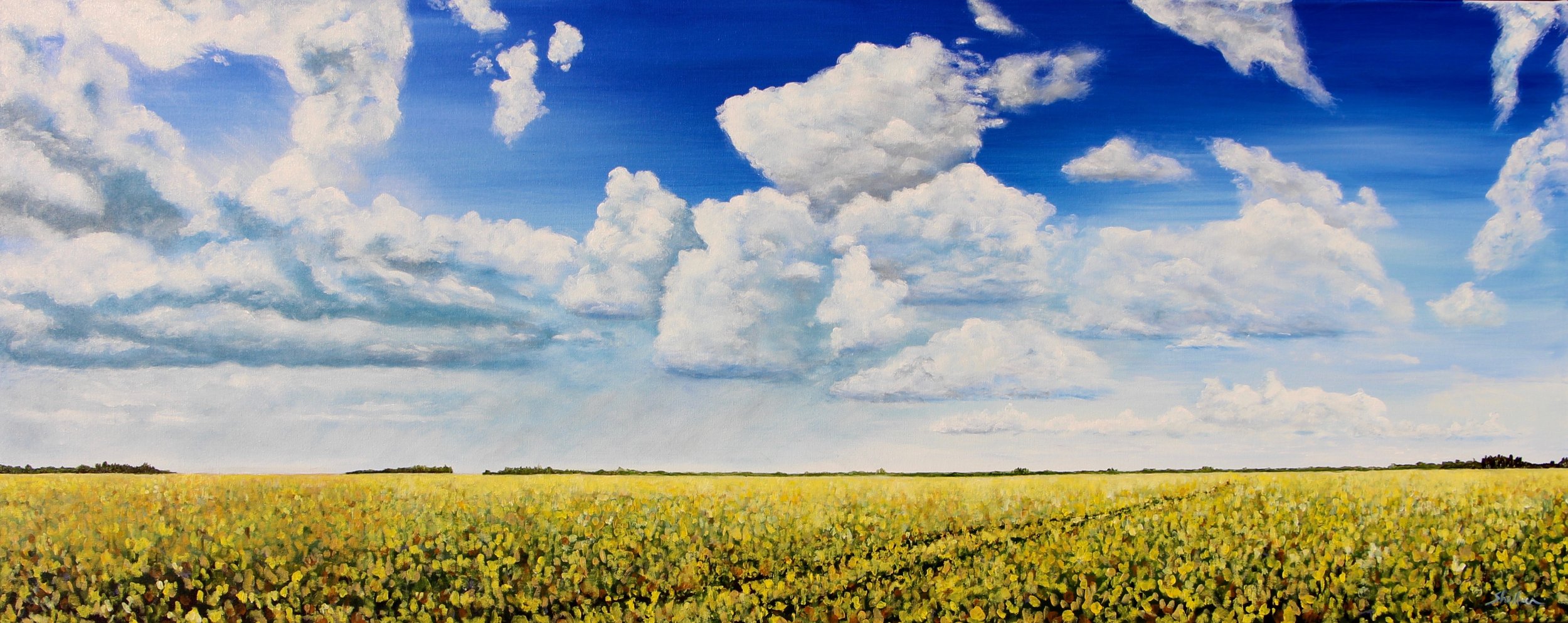 CLOUDS OVER CANOLA