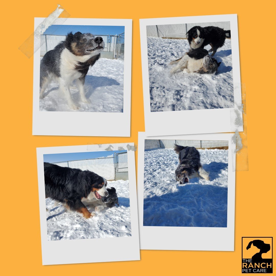 Fun in the sun with a few snow pups! ❄️🐾☀️⁠
⁠
#TheRanchPetCare #barknride #SturgeonCounty #StAlbert #YEG #dogsofinstagram #doggydaycare #dogdaycare #dogs #yegpets