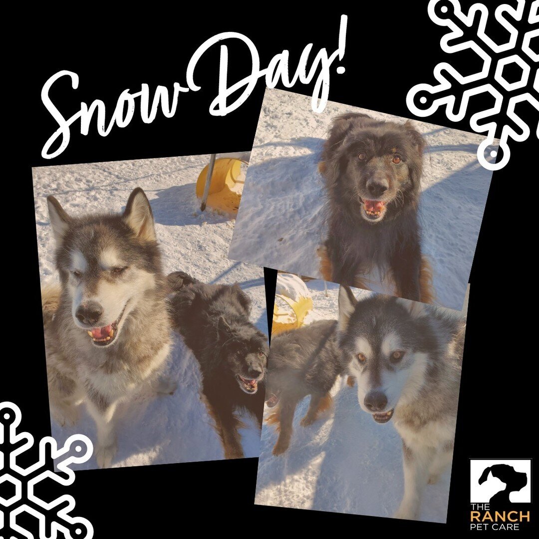 Sunny snow days with Miska &amp; Trooper!❄️☀️⁠
⁠
#TheRanchPetCare #barknride #SturgeonCounty #StAlbert #YEG #dogsofinstagram #doggydaycare #dogdaycare #dogs #yegpets