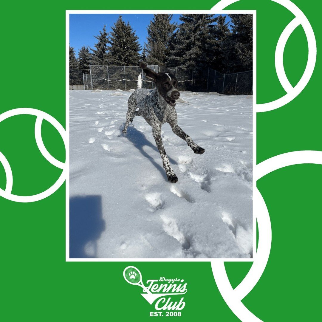 🎾🐾Thinking this was the last snow #DoggieTennisClub session of the season! 🤞🤞⁠
⁠
#TheRanchPetCare #barknride #SturgeonCounty #StAlbert #YEG #dogsofinstagram #doggydaycare #dogdaycare #dogs #yegpets