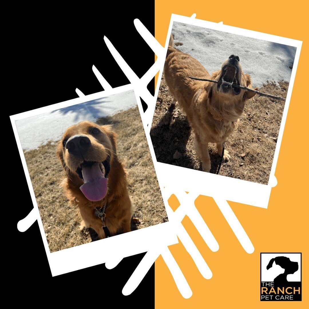 LOOK WHAT I FOUND! 😍⁠
⁠
#TheRanchPetCare #barknride #SturgeonCounty #StAlbert #YEG #dogsofinstagram #doggydaycare #dogdaycare #dogs #yegpets