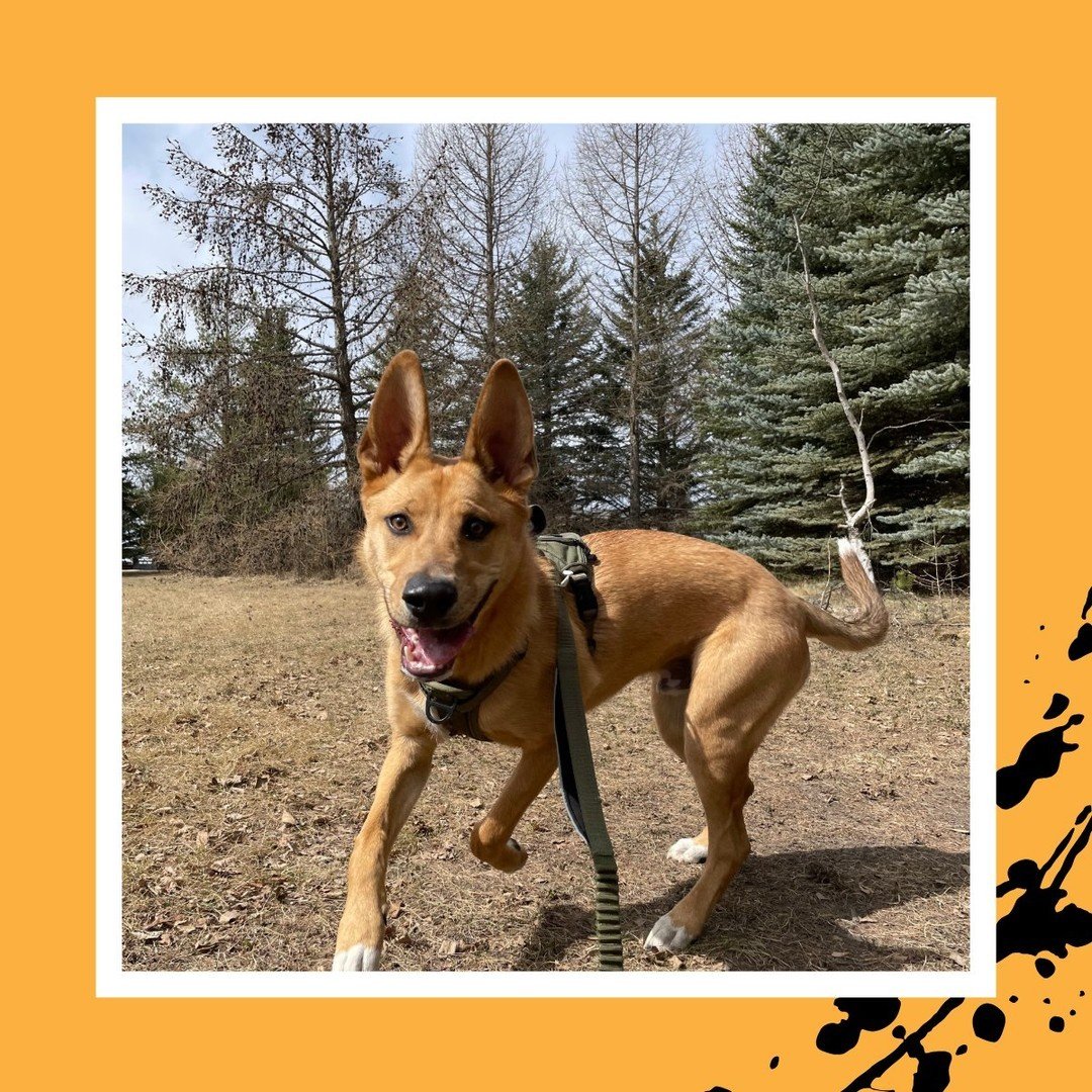 Wally out exploring! 🗺️📸🐾⁠
⁠
#TheRanchPetCare #barknride #SturgeonCounty #StAlbert #YEG #dogsofinstagram #doggydaycare #dogdaycare #dogs #yegpets