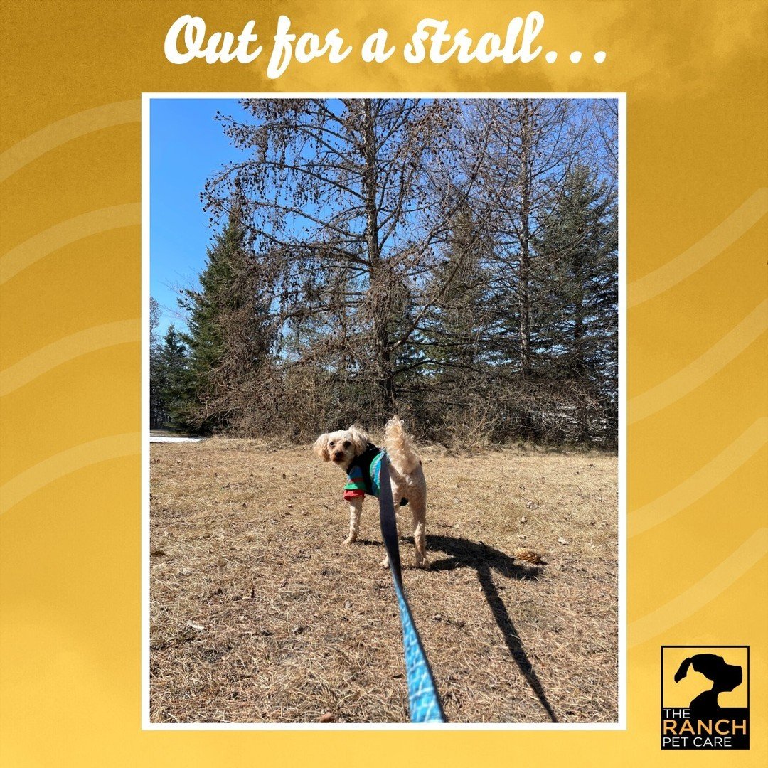 Beautiful day for a walk! ☀️⁠
⁠
#TheRanchPetCare #barknride #SturgeonCounty #StAlbert #YEG #dogsofinstagram #doggydaycare #dogdaycare #dogs #yegpets