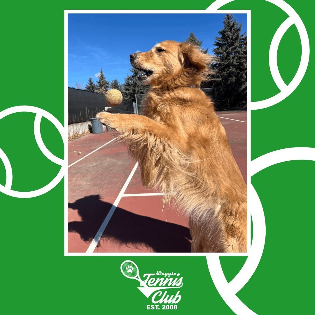 More time on the court with the #DoggieTennisClub🎾🐾⁠
⁠
#TheRanchPetCare #barknride #SturgeonCounty #StAlbert #YEG #dogsofinstagram #doggydaycare #dogdaycare #dogs #yegpets