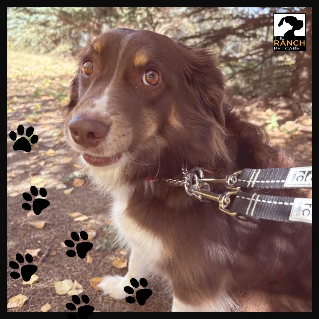 Cute close-up! 😍🐾⁠
⁠
#TheRanchPetCare #barknride #SturgeonCounty #StAlbert #YEG #dogsofinstagram #doggydaycare #dogdaycare #dogs #yegpets
