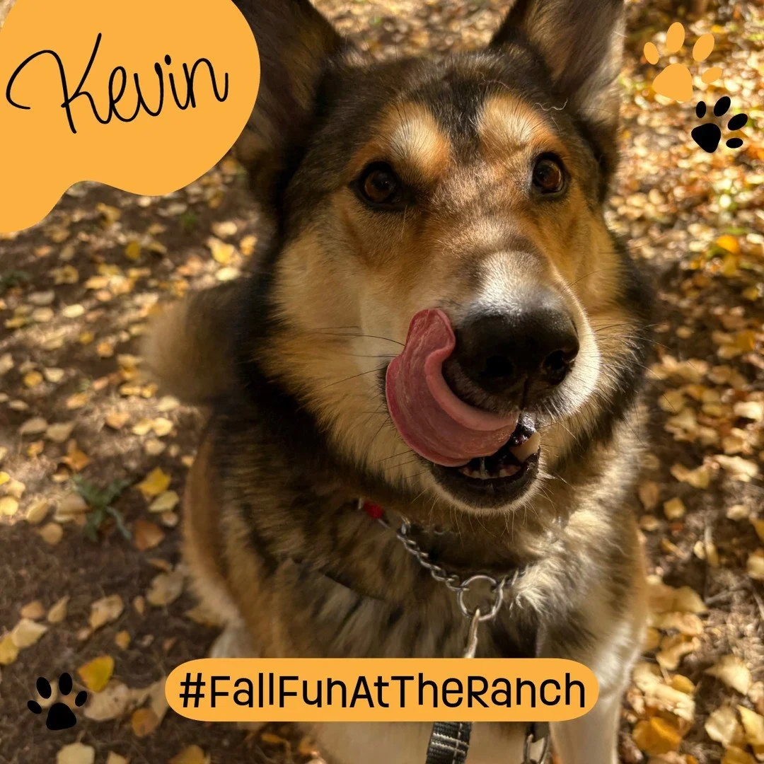 Oh Kevin 😍😍😍⁠
⁠
#TheRanchPetCare #barknride #SturgeonCounty #StAlbert #YEG #dogsofinstagram #doggydaycare #dogdaycare #dogs #yegpets