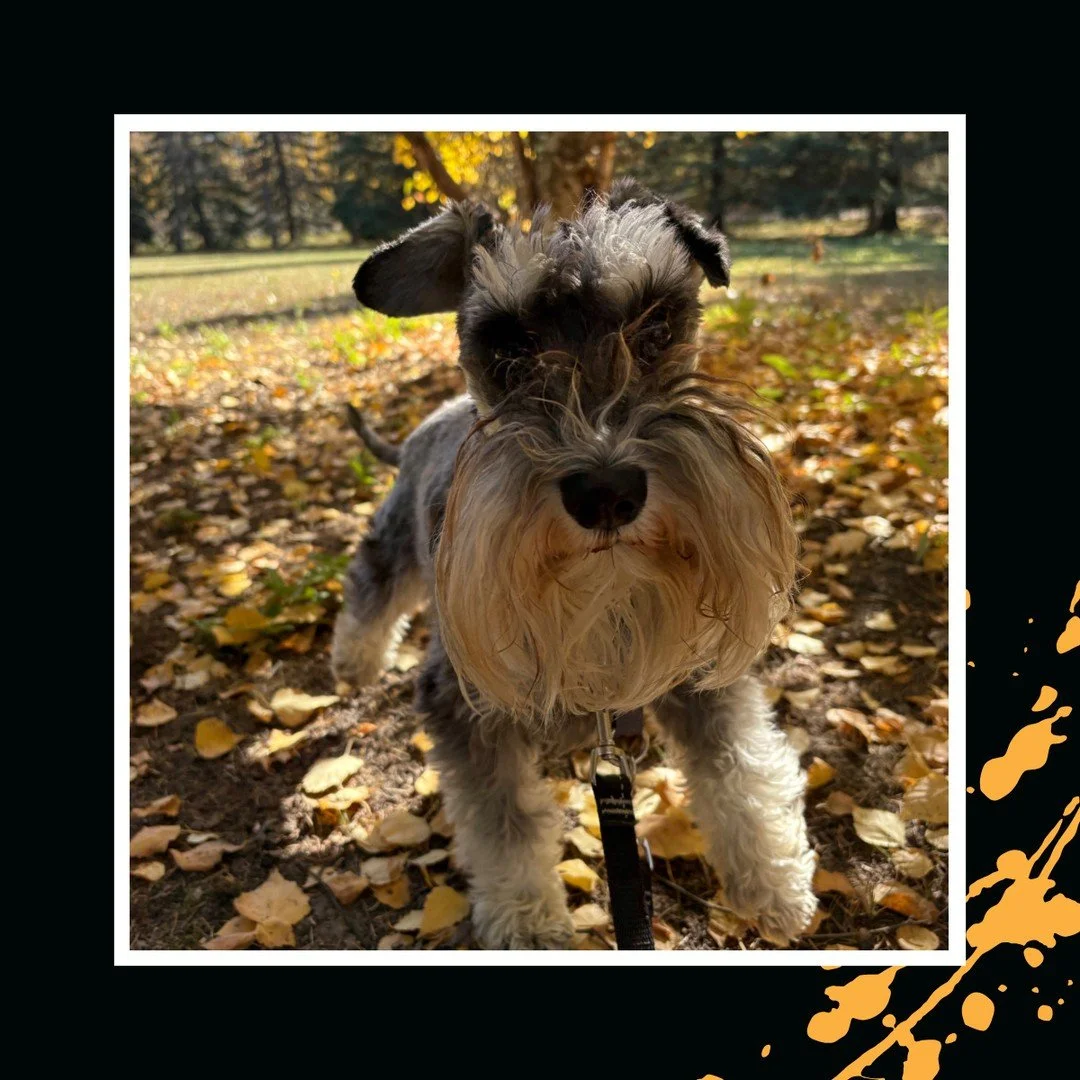 Wishing everyone a fantastic fall weekend! 🍂🐾⁠
⁠
#TheRanchPetCare #barknride #SturgeonCounty #StAlbert #YEG #dogsofinstagram #doggydaycare #dogdaycare #dogs #yegpets