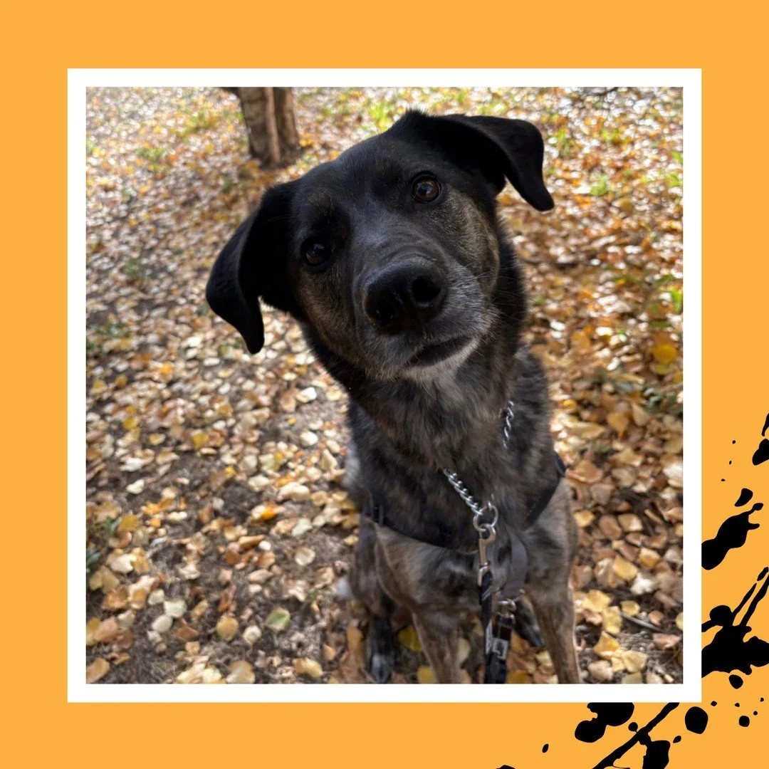 Perfect pose! 📸😍⁠
⁠
#TheRanchPetCare #barknride #SturgeonCounty #StAlbert #YEG #dogsofinstagram #doggydaycare #dogdaycare #dogs #yegpets