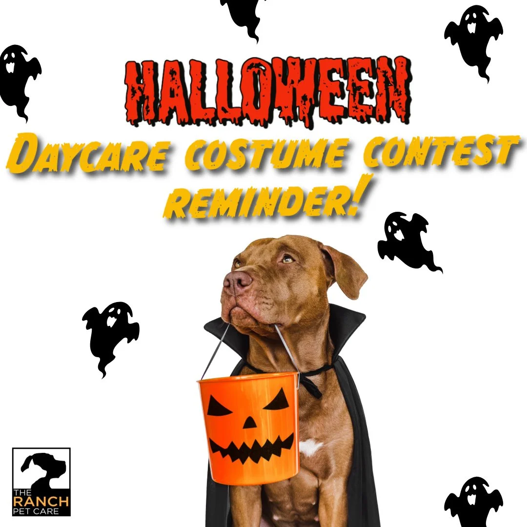 👻🎃 Is your pup joining us for daycare on Thursday October 30th? Make sure to bring them in their spooooookiest costume to be part of our #RanchDaycareCrew Howl-oween contest!  Tasty prizes for our best dressed guests! 🎃👻⁠
⁠
*Must reserve a daycar