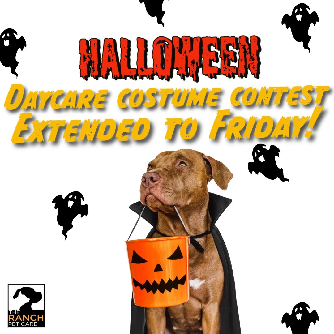 🎃 We will be extending our Howl-oween costume contest to include Friday, Oct 31 in order to give our Friday crew a chance to get in on the fun!  If you're booked for daycare tomorrow, make sure to dress your pup in their cutest or scariest costumes 