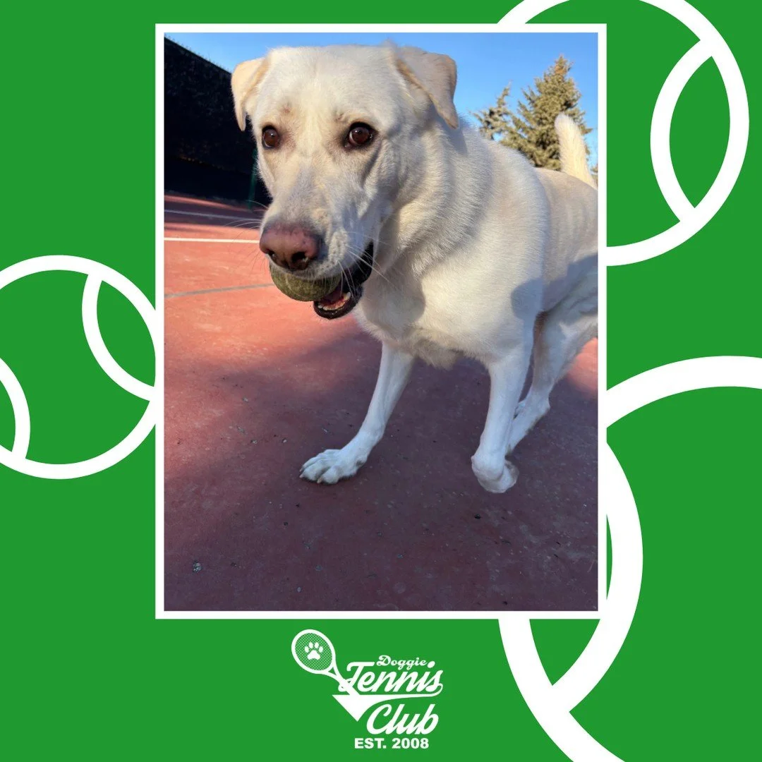 🐾🎾Jasper hitting the court before the big snowfall!🎾🐾⁠
⁠
#TheRanchPetCare #barknride #SturgeonCounty #StAlbert #YEG #dogsofinstagram #doggydaycare #dogdaycare #dogs #yegpets